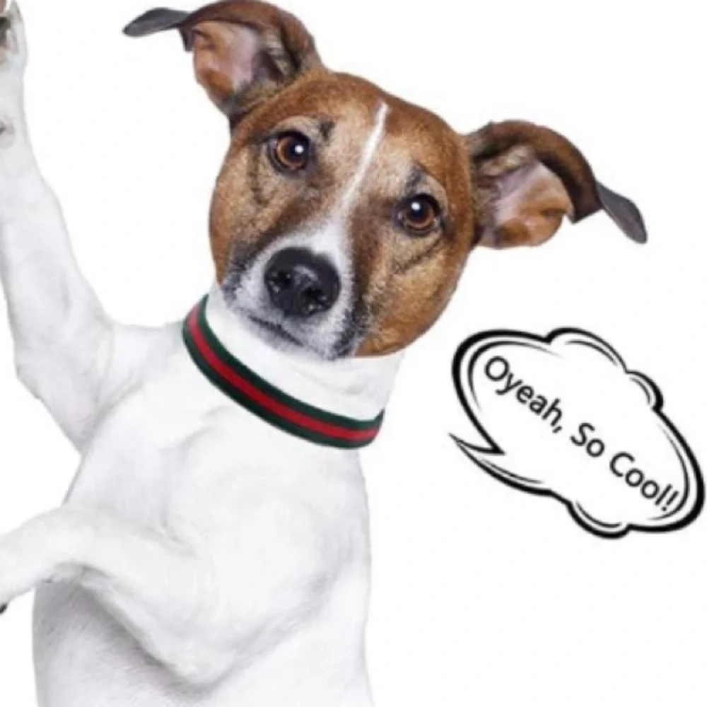 High Fashion Dog Collar
